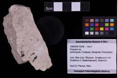 Foto (Objekt + Etiketten) von Prosopon sp. (NHMW-GEO-1990-0041-0438)